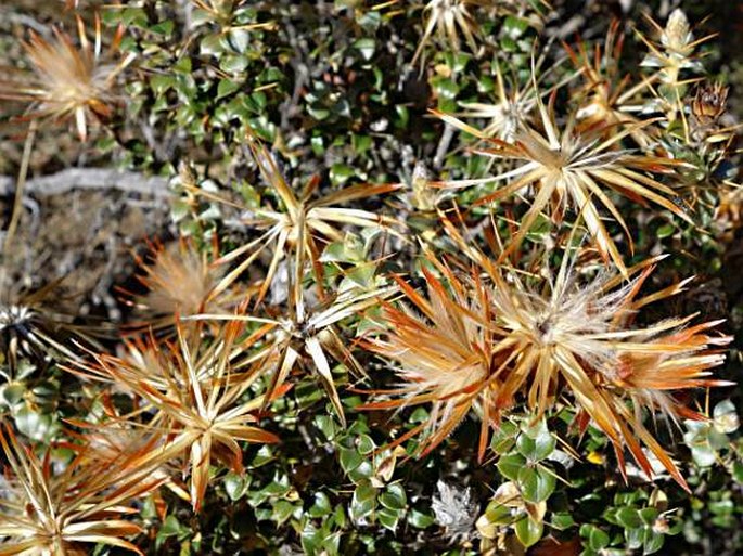 Chuquiraga spinosa