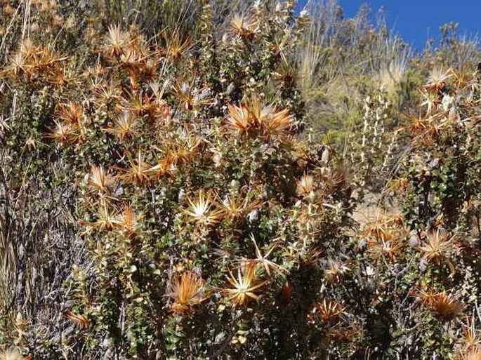 Chuquiraga spinosa