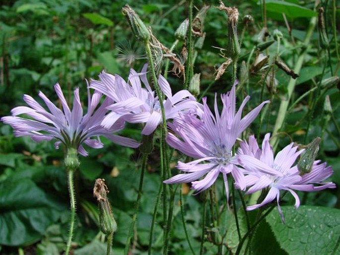 Cicerbita macrophylla