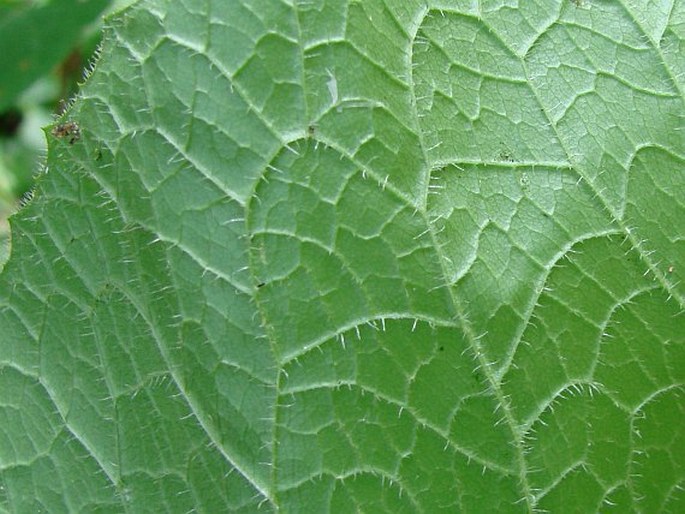 Cicerbita macrophylla