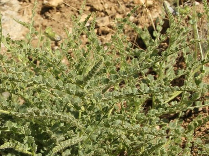 Cicer microphyllum