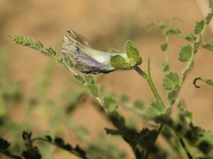 Cicer microphyllum