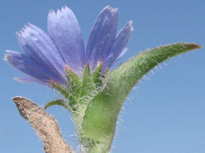 Cichorium pumilum