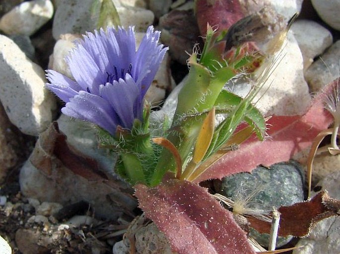 Cichorium pumilum