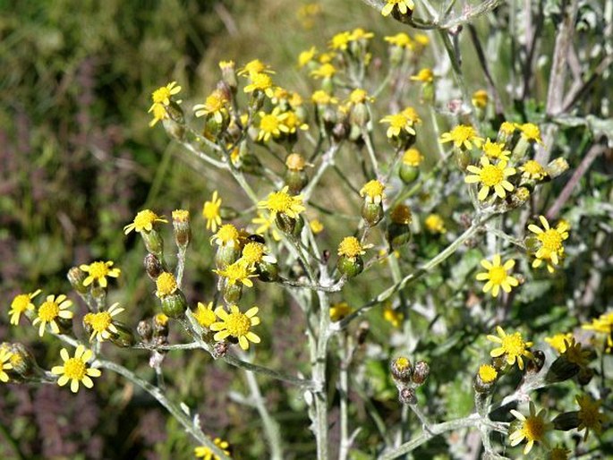 CINERARIA SEBALDII Cufod.