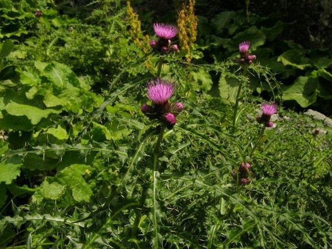 Cirsium appendiculatum