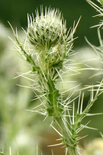 Cirsium echinus