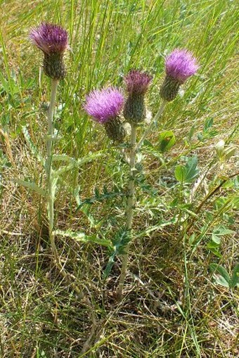 Cirsium flodmanii