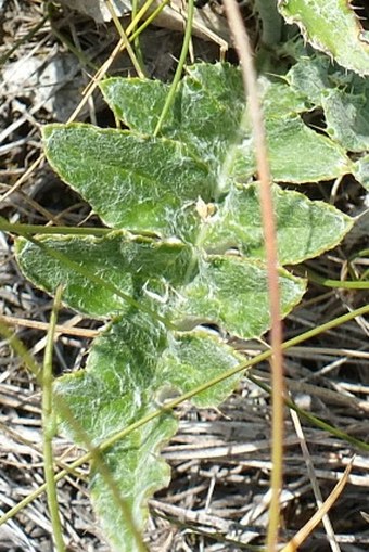 Cirsium flodmanii