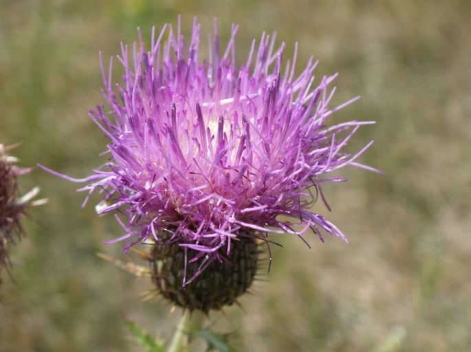 Cirsium flodmanii