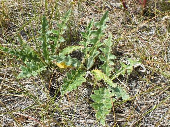 Cirsium flodmanii