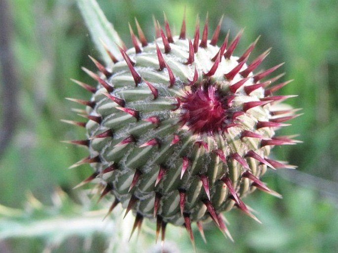 Cirsium flodmanii