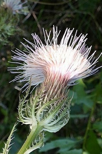 Cirsium horridulum