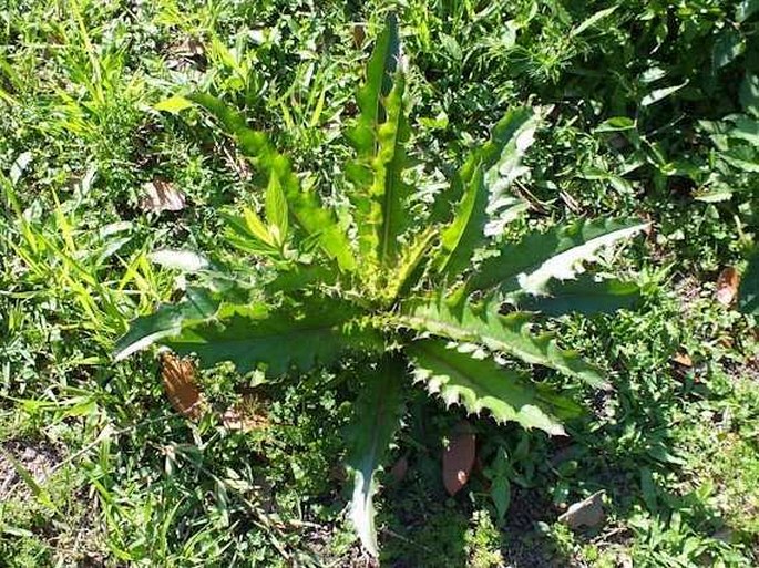 Cirsium horridulum