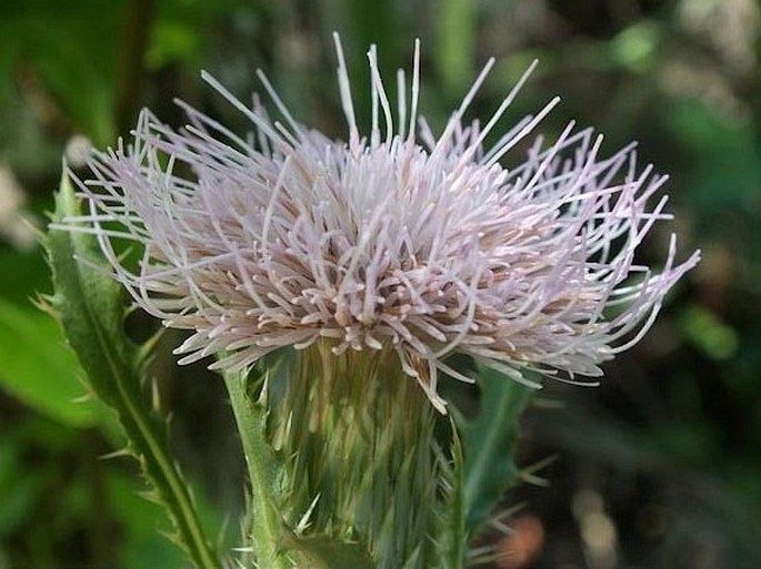 Cirsium horridulum