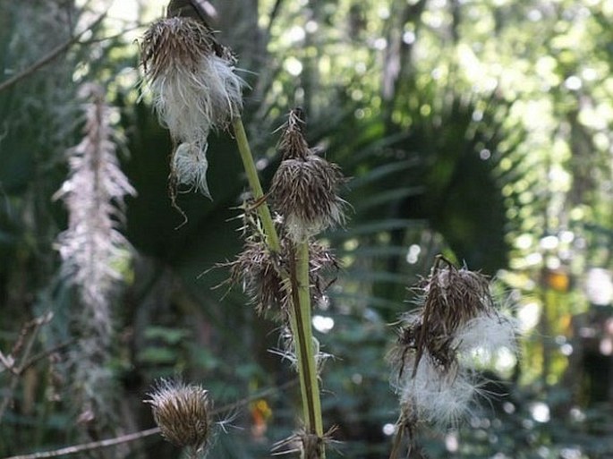 Cirsium horridulum