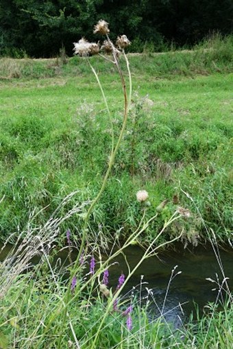 Cirsium × tataricum