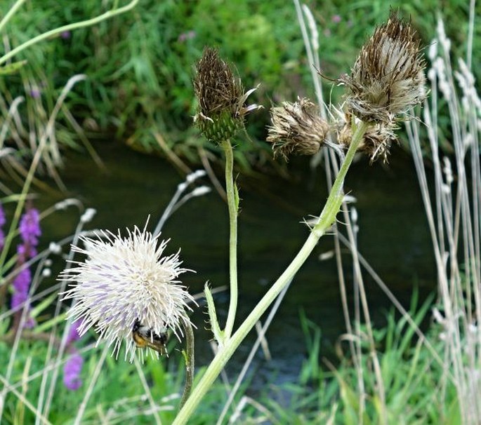 Cirsium × tataricum