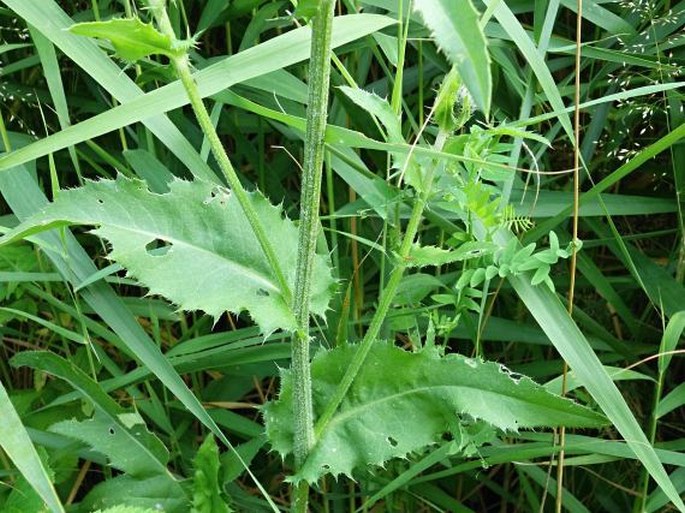 Cirsium × tataricum