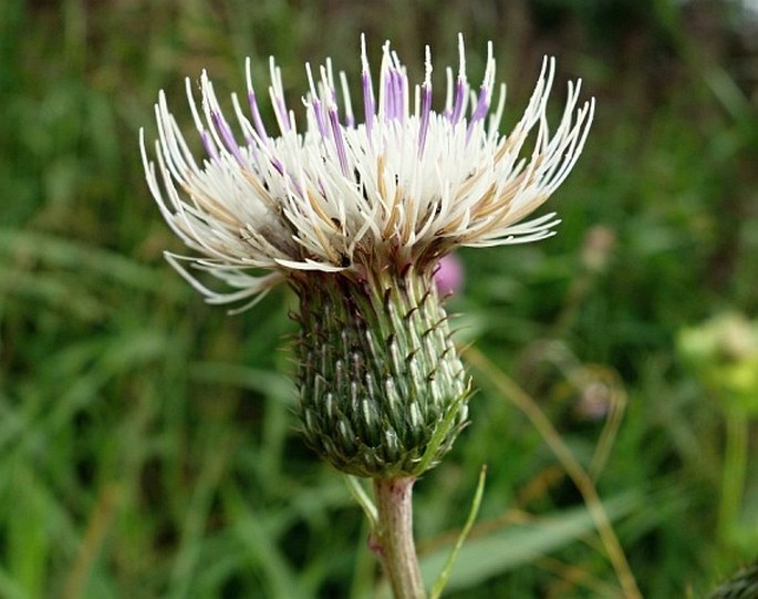 Cirsium × tataricum