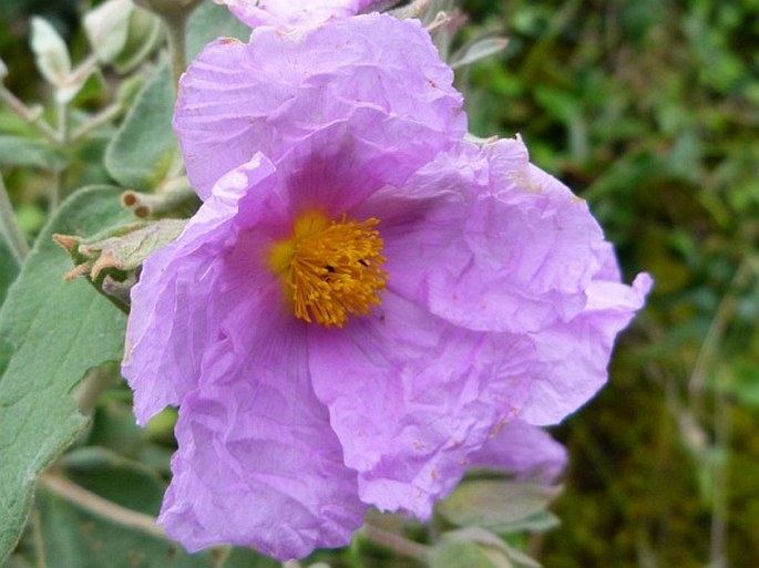 CISTUS ALBIDUS L. – cist