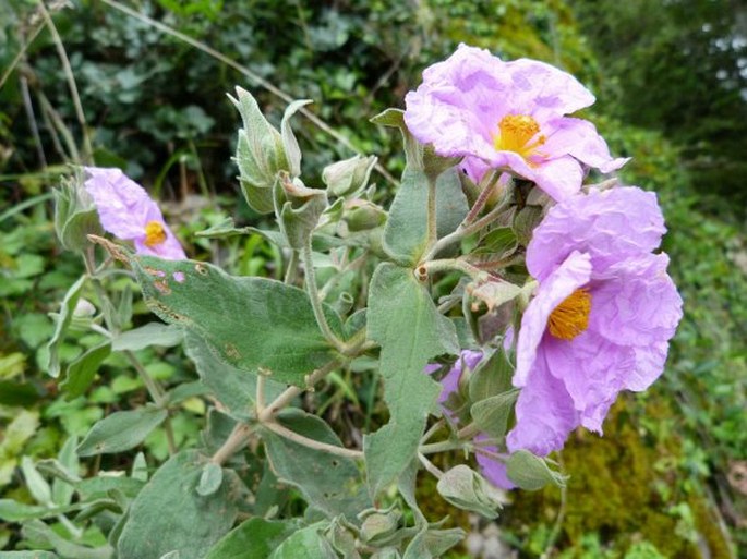 Cistus albidus