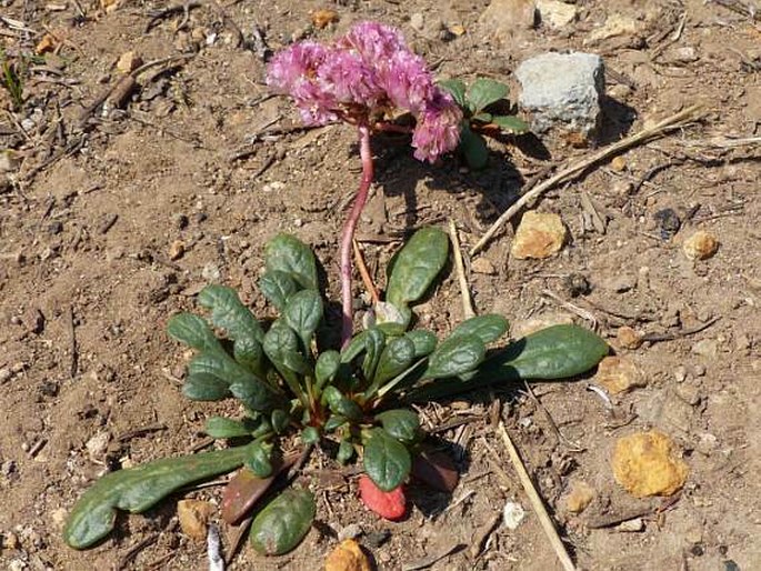 Cistanthe umbellata