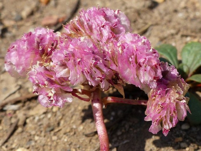 Cistanthe umbellata