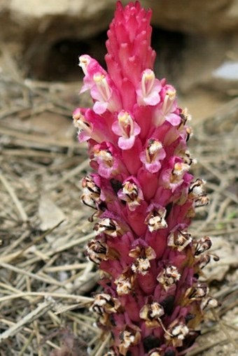 Cistanche rosea