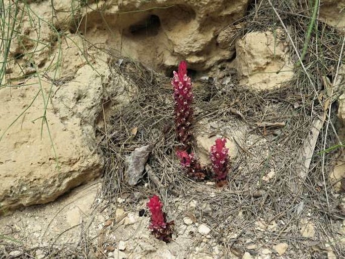 Cistanche rosea