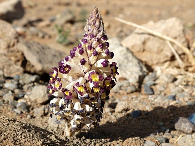 CISTANCHE VIOLACEA (Desf.) Hoffmanns. et Link