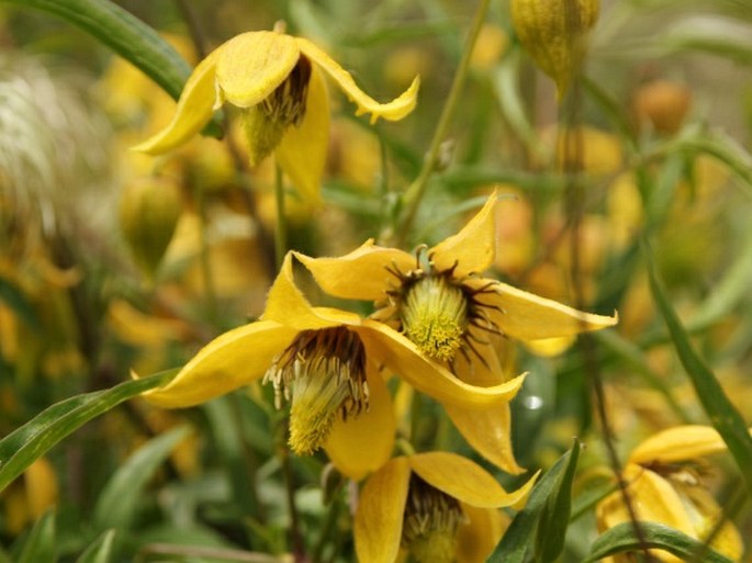 CLEMATIS LADAKHIANA Grey-Wilson - plamének / plamienok