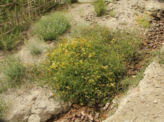 Clematis ladakhiana