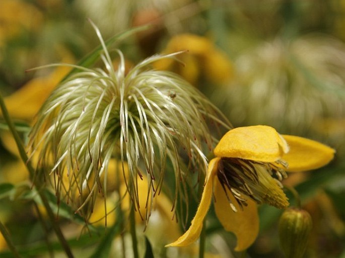 Clematis ladakhiana