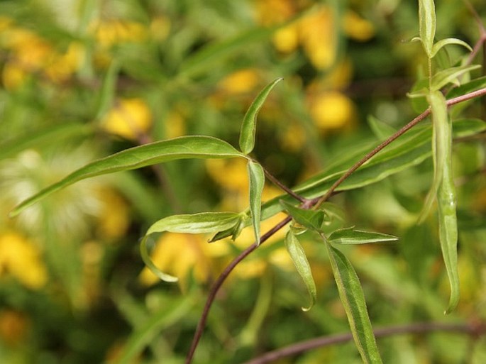 Clematis ladakhiana