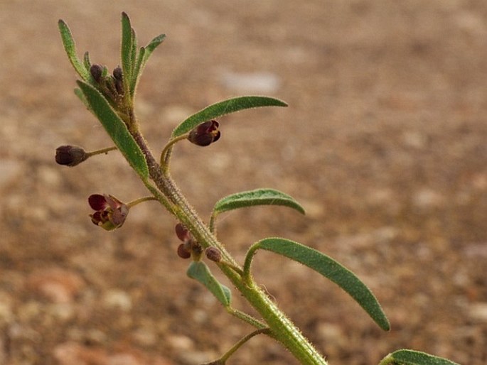 Cleome amblyocarpa