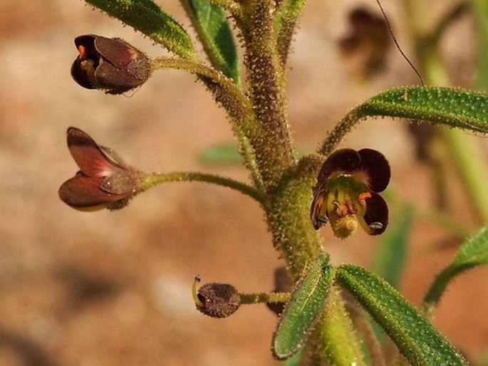 Cleome amblyocarpa