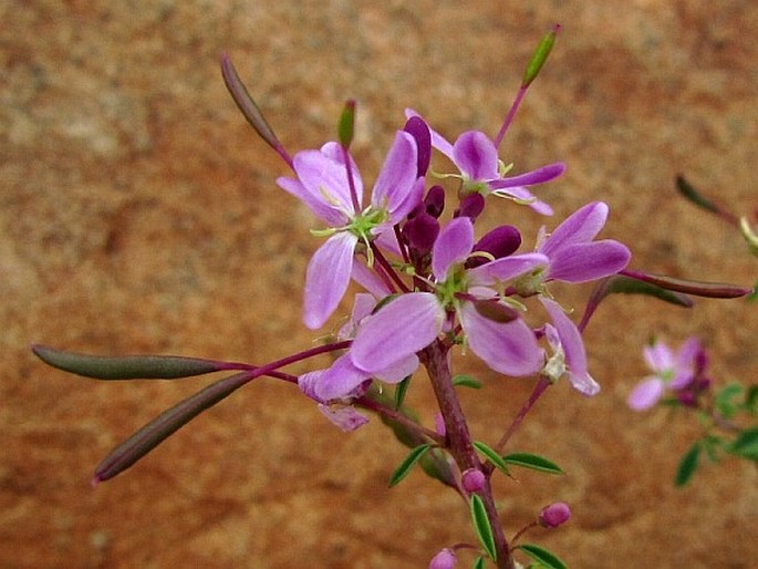 Cleome serrulata