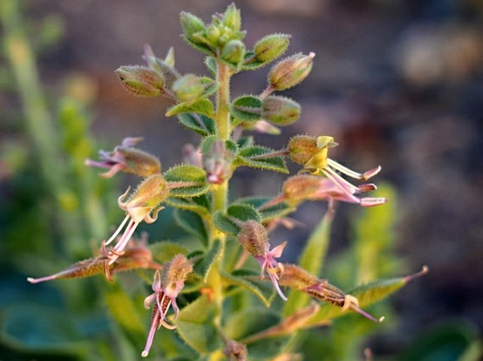 CLEOME FIMBRIATA Vicary – luštěnice