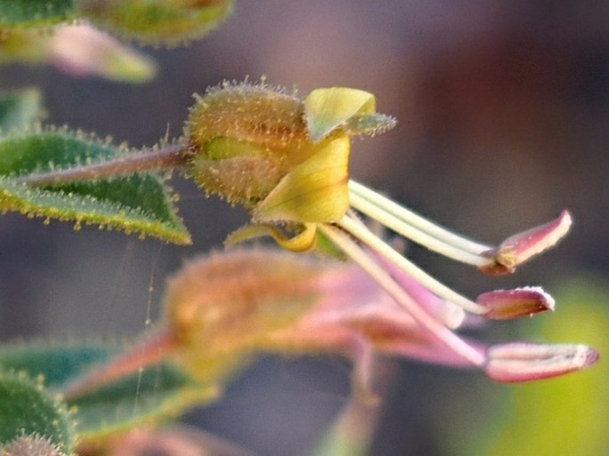 Cleome fimbriata