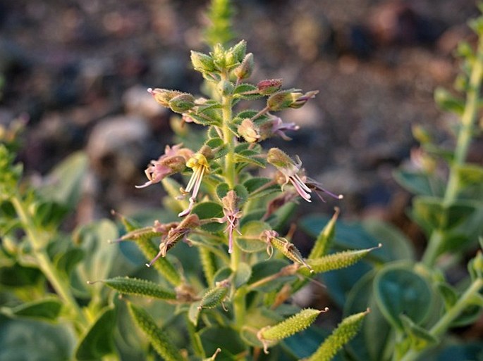 Cleome fimbriata