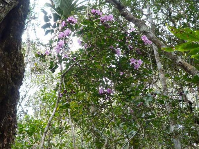 Clerodendrum arenarium