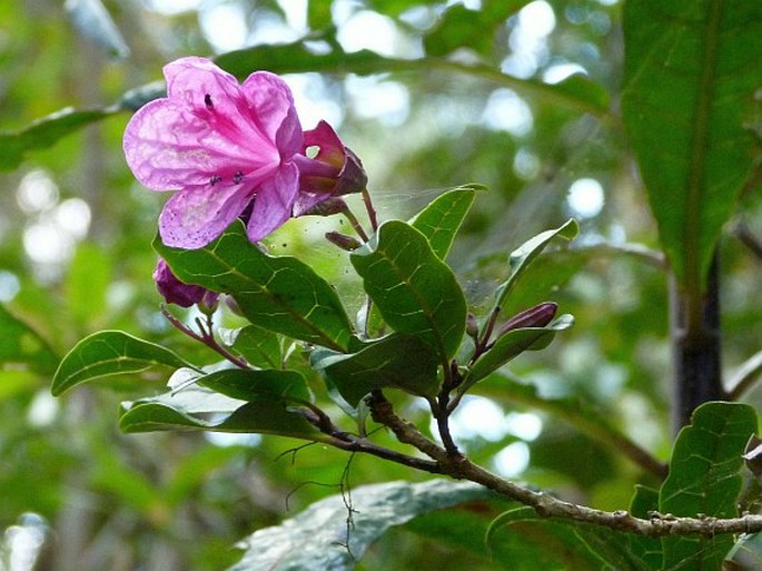 Clerodendrum arenarium