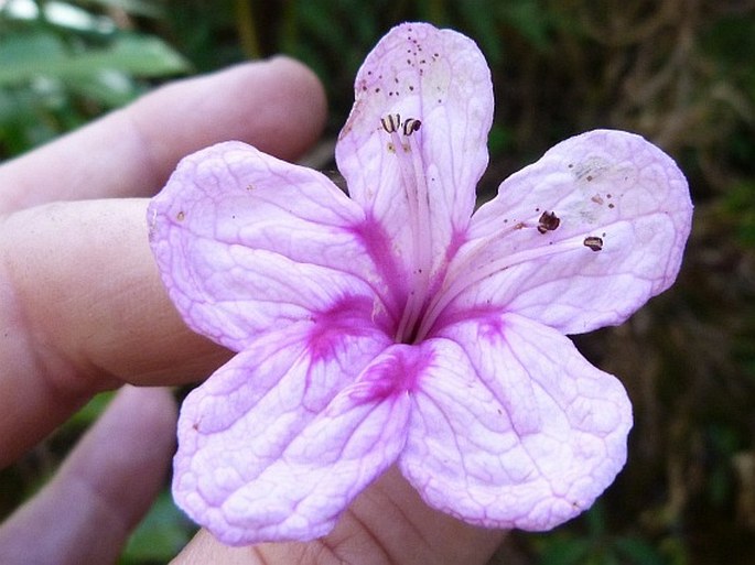 Clerodendrum arenarium