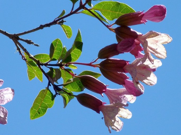 Clerodendrum arenarium