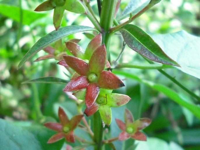 Clerodendrum indicum