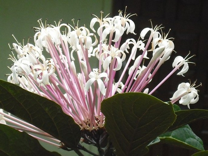 Clerodendrum quadriloculare