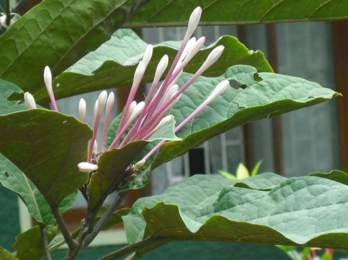 Clerodendrum quadriloculare