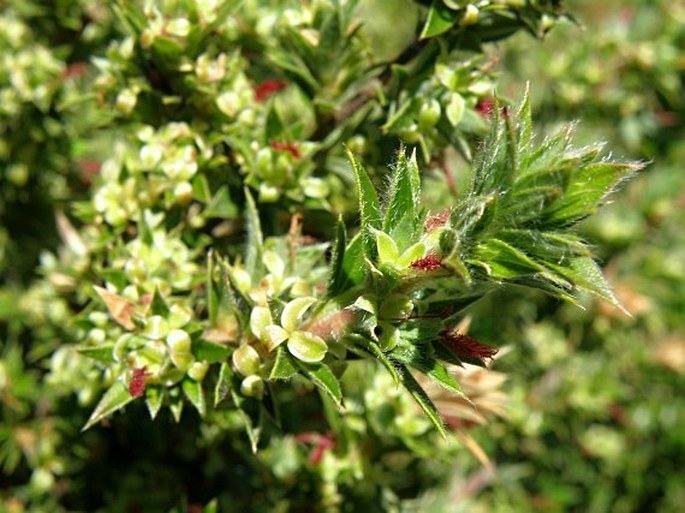 CLIFFORTIA RUSCIFOLIA L.