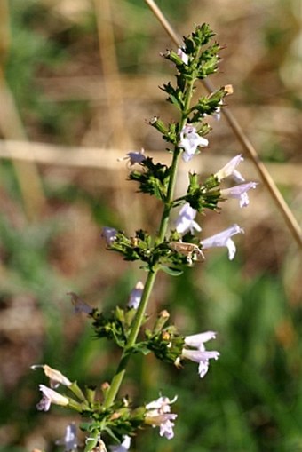 Clinopodium nepeta